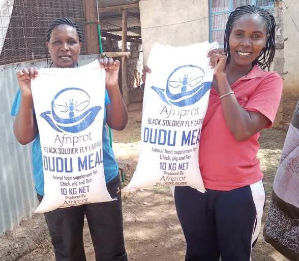 Black Soldier Fly Larvae